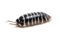 Armadillidium maculatum Zebra France